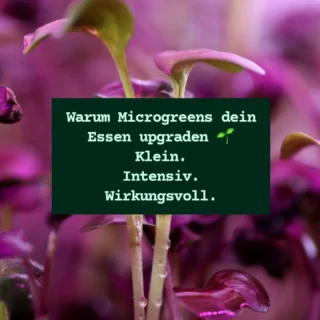 Gibt's bei uns auf den Wochenmärkten in Flensburg und Harrislee!#MICROGREENS #healthyfood #Glücksburg #regionaleprodukte #kundenlover
@innenstadt_flensburg @flensburgundgluecksburg @feinheimisch.sh