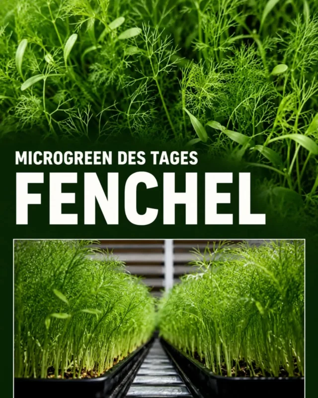 🌱 MICROGREEN DES TAGES: FENCHEL
Gibt's bei uns ⁹auf den Wochenmärkten in Flensburg und Harrislee,  bei @hoefer_schobuell oder bestellt bei @hiesige_hoefeZu Fisch gibt's bei mir:  Fenchel-Microgreens.👅 Geschmack
Frisch, leicht süßlich und intensiv aromatisch – mit der typisch feinen Anis- und Fenchelnote. Perfekt, wenn ein Gericht einen besonderen Akzent bekommen soll.👀 Optik
Sehr filigran, federleicht und elegant. Durch seine feinen grünen Blätter ist Fenchel ein echter Hingucker auf dem Teller.💚 Nährwerte
Fenchel-Microgreens liefern unter anderem Vitamin C, Vitamin K, Carotinoide und verschiedene sekundäre Pflanzenstoffe – konzentriert in einer jungen, aromatischen Pflanze.🍽️ Einsatzmöglichkeiten
Besonders stark zu:
• Fisch & Meeresfrüchten
• Salaten
• Pasta & Risotto
• mediterranen Gerichten
• Suppen
• Käse
• als feines Topping auf Vorspeisen🌱 Unser Fazit:
Fenchel ist kein Microgreen für nebenbei – sondern ein kleiner Aromakünstler, der einem Gericht sofort Charakter gibt.😎Tipp: Fenchelsamen (vorher paar Abzupfen) mit bisschen Fett in die Pfanne und Aroma schön verbinden lassen,  dann Fisch drauf.
Microgreens Ostsee – Geschmack im jungen Grün.#microgreensostsee #microgreendestages #fenchel #microgreens #regional