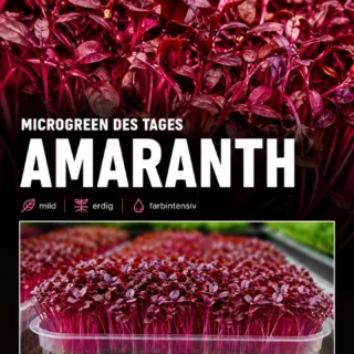 🌱 MICROGREEN DES TAGES: AMARANTHAmaranth ist nicht nur optisch ein echter Hingucker: Seine leuchtend roten Stiele und dunkelroten Blättchen bringen ordentlich Farbe auf den Teller.Geschmack: mild, leicht erdig und angenehm frisch – deshalb auch super für Gerichte, bei denen die Microgreens nicht alles überdecken sollen.Was steckt drin? Amaranth-Microgreens liefern unter anderem Vitamin C, Vitamin K, Carotinoide sowie Mineralstoffe wie Kalium, Calcium und Eisen. Dazu kommen sekundäre Pflanzenstoffe und Antioxidantien.Passt perfekt zu: 🥗 Bowls & Salaten · 🥑 Avocado-Stullen · 🍝 Pasta & Risotto · 🥣 Suppen · 🍳 Frühstück · 🥤 Smoothies & Drinks · 🍽️ als farbstarkes Finish auf nahezu jedem Gericht.Unser Tipp: Amaranth am besten frisch und roh verwenden – dann bleiben Farbe, Struktur und Geschmack besonders schön erhalten. 🌱❤️#Microgreens #gesundessen #kundenlover #Microgreensostsee #regionaleinkaufen