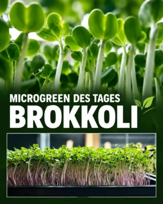 🌱 MICROGREEN DES TAGES: BROKKOLI
Gibt bei uns auf den Wochenmärkten,  bei @hiesige_hoefe @hoefer_schobuellKlein, mild – und ernährungsphysiologisch ziemlich spannend. Brokkoli-Microgreens gelten als echtes Superfood, vor allem wegen ihres hohen Gehalts an Glucosinolaten und deren Abbauprodukt Sulforaphan.Sulforaphan wird intensiv erforscht, weil es körpereigene Schutzmechanismen aktivieren kann. Besonders interessant sind dabei mögliche Effekte auf antioxidative Prozesse, Entzündungsregulation und den Zellschutz. Brokkoli-Microgreens können dabei deutlich höhere Konzentrationen bestimmter Pflanzenstoffe enthalten als ausgewachsener Brokkoli. Wichtig: Das macht sie nicht zu einem Heilmittel, aber zu einer sehr interessanten Ergänzung einer abwechslungsreichen Ernährung.💚 Was steckt drin?Brokkoli-Microgreens liefern unter anderem:Sulforaphan-Vorstufen & GlucosinolateVitamin CVitamin KFolatCarotinoideverschiedene Polyphenole und antioxidative Pflanzenstoffe👅 GeschmackMild, frisch, leicht kohlartig und dezent würzig. Viel zurückhaltender als Rettich oder Senf und deshalb extrem vielseitig.🍽️ Passt perfekt zuStullen, Salaten, Bowls, Pasta, Suppen, Kartoffelgerichten, Ei, Fisch, Fleisch, vegetarischen Gerichten oder einfach als frisches Topping.Tipp: Möglichst roh oder erst ganz am Ende auf das Gericht geben. So bleiben Geschmack, Struktur und empfindliche Pflanzenstoffe am besten erhalten.Brokkoli-Microgreens: wenig Größe, ziemlich viel drin. 🌱💚#Microgreens #healthyfood #gesundessen #regionaleinkaufen #kundenlover