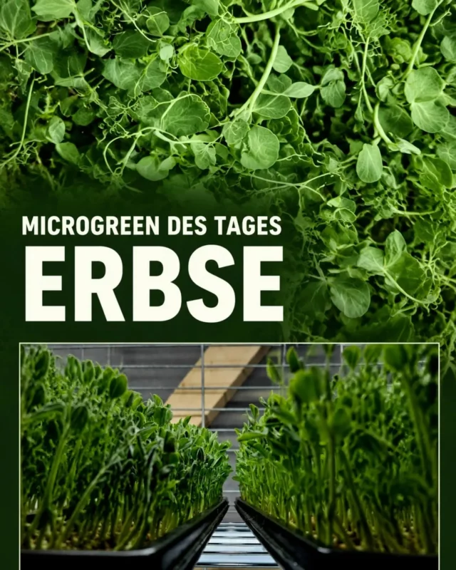 🌱 MICROGREEN DES TAGES: ERBSEMild, frisch und wunderbar knackig: Unsere Erbsen-Microgreens schmecken angenehm süßlich und erinnern unverkennbar an junge, frisch gepflückte Erbsen.👅 GESCHMACK
Mild, saftig, leicht süßlich und besonders einsteigerfreundlich. Erinnert an Zuckererbse aus Omas Garten.👀 OPTIK
Kräftige grüne Blätter, zarte Ranken und ein frischer, lebendiger Look – ideal zum Anrichten und Garnieren.💚 NÄHRSTOFFE
Erbsensprossen liefern unter anderem Vitamin C und E, Carotinoide wie Beta-Carotin und Lutein sowie Kalium und Phosphor. Eiweißbömbchen!🍽️ EINSATZMÖGLICHKEITEN
Perfekt zu Salaten, Bowls, Sandwiches, Rührei, Suppen, Pasta und Gemüsegerichten. Besonders lecker auch ganz einfach auf einem Butterbrot oder als frisches Topping kurz vor dem Servieren.
Pesto und Smoothie gehen auch, und zwar MEGA!Unser Tipp: Am besten roh verwenden oder erst ganz zum Schluss auf das fertige Gericht geben – so bleiben Geschmack, Farbe und knackige Struktur besonders schön erhalten.Wusstest Du? Rezepte für Pesto und Smoothies gibt's von Maurice! Möchtegern-Chefkoch bei Microgreens Ostsee...😉🛒 Gibts auf den Wochenmärkten in Flensburg und Harrislee,  bei @hoefer_schobuell @hiesige_hoefeWelches Microgreen sollen wir als Nächstes vorstellen?#MicrogreenDesTages #MicrogreensOstsee #Microgreens #RegionalGenießen #healthyfood